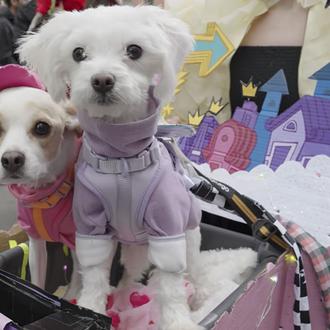 El multitudinario desfile de perros disfrazados de Tompkins Square, en …