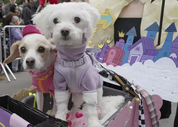 El multitudinario desfile de perros disfrazados de Tompkins Square, en Nueva York: un evento no apto para muchísimos peludos