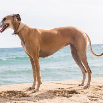 El miedo de muchos galgos y la felicidad de algunos …