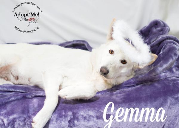 Historia de una adopción múltiple: la nueva vida de Gemma y sus 5 cachorros