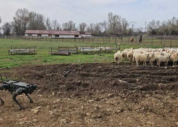 La Universidad de León ha desarrollado perros para pastoreo que son... robots