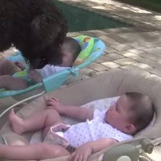 Humanos que necesitan entrenamiento perruno: el can y los bebés