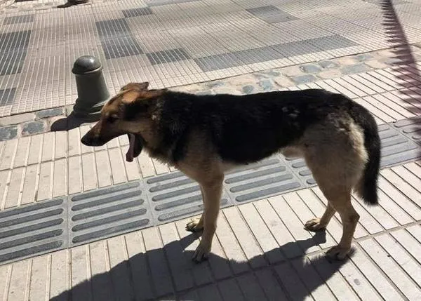 El robo perfecto: un perro callejero manga una empanada ante las cámaras en una entrevista y ¡es adoptado por el periodista! 