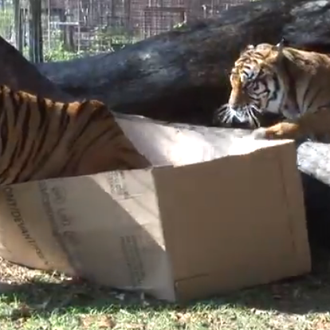 Porque es lunes.... un vídeo de gatos grandes jugando