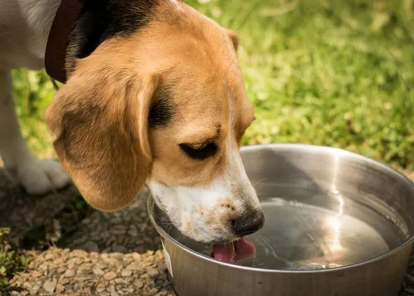 Retiran del mercado -también en España- latas de comida para perros con niveles potencialmente tóxicos de vitamina D