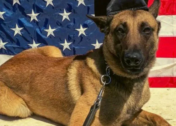 Emocionante despedida a un perro policía que murió en acto de servicio