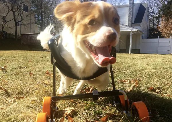 Loki, un perro que nació con dos patas, experto en transmitir felicidad a la carrera