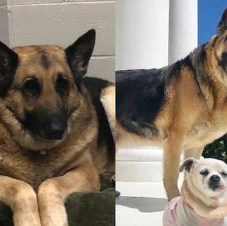 Un Pastor Alemán obeso es adoptado y adelgaza más de …