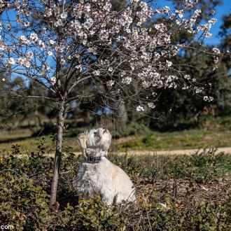 Comienza, oficialmente, la tramitación de la futura #LeyProtecciónAnimal en España