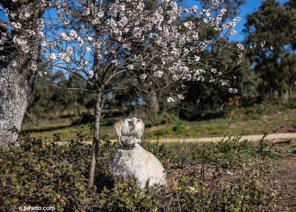 Comienza, oficialmente, la tramitación de la futura #LeyProtecciónAnimal en España