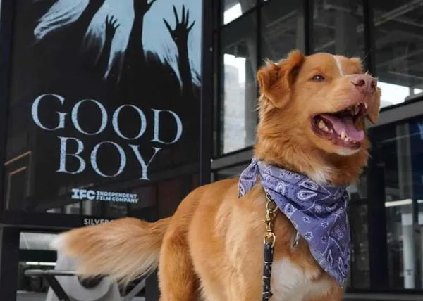 ¿Está más cerca de ser una realidad el Oscar perruno? Indy, de Good Boy, ha escrito a la Academia de Hollywood para plantearlo :-)