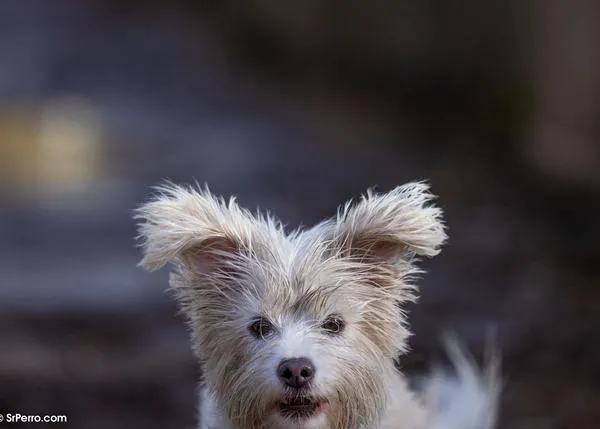Día Internacional de los Derechos de los Animales, una fecha para celebrar pero sobre todo para seguir concienciando