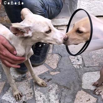 El complicadísimo rescate de dos cachorrotes aterrorizados heridos y su …