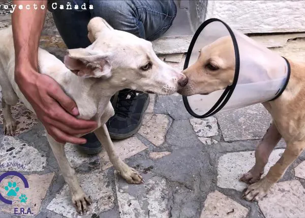 El complicadísimo rescate de dos cachorrotes aterrorizados heridos y su destino feliz, adoptados juntos