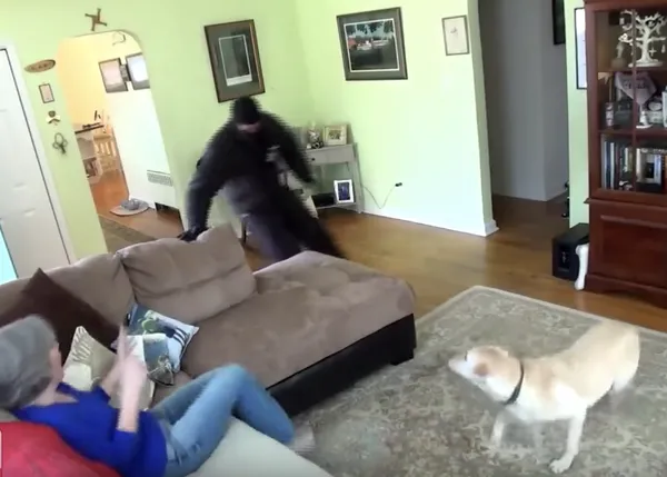 ¿Tu esperas que tu perro se transforme en un perro de defensa si alguien entra en tu casa?