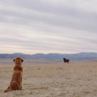 La belleza del vínculo entre caballos y perros en el …