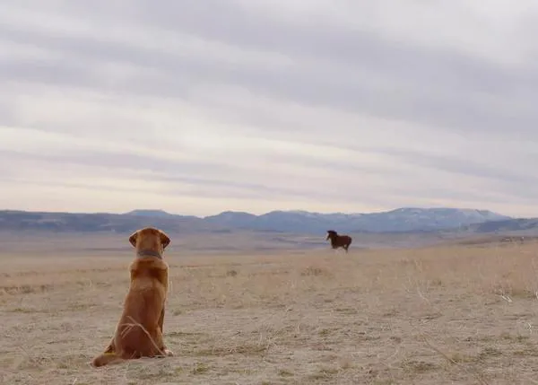 La belleza del vínculo entre caballos y perros en el spot de Budweiser para la Super Bowl