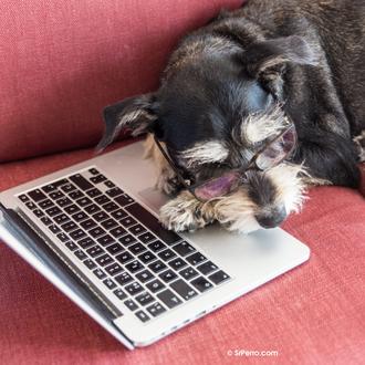 Consultas veterinarias online: dudas que se pueden resolver y fuentes …