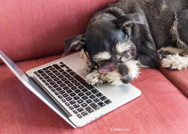 Consultas veterinarias online: dudas que se pueden resolver y fuentes de información fiable