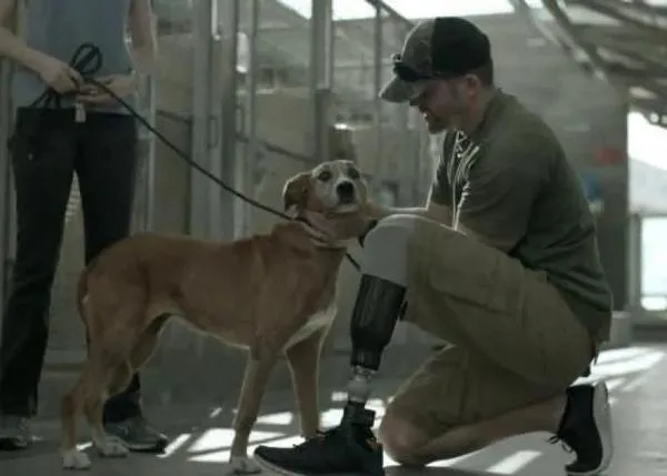 El poder de los perros para enseñarnos a vivir: un veterano de guerra y sus canes