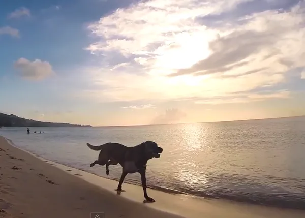 Sheridan, un perro que lucha contra el cáncer con energía y a la carrera