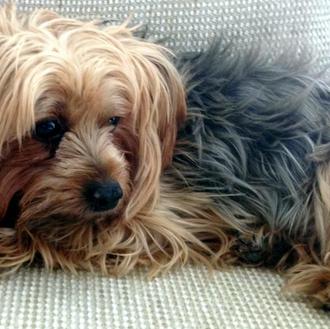 Desde hace tres años, la raza de perro más robada …