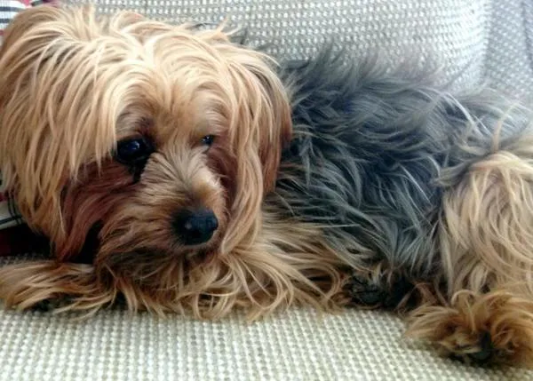 Desde hace tres años, la raza de perro más robada en EEUU es el Yorkshire Terrier