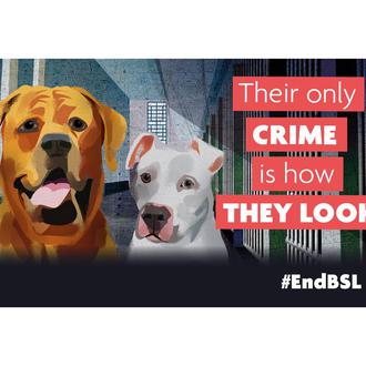 Las principales protectoras, grupos veterinarios, el RSPCA y el Kennel …