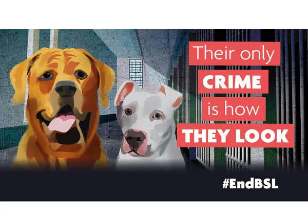 Las principales protectoras, grupos veterinarios, el RSPCA y el Kennel Club piden acabar con la Ley de Perros Peligrosos