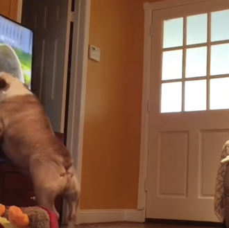 Posiblemente, la pareja de perros más cinéfila del mundo: Elvis …
