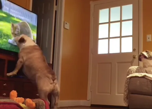 Posiblemente, la pareja de perros más cinéfila del mundo: Elvis & Khaleesi