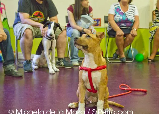 La Casa Blanca, en contra de la legislación basada en la raza de un perro