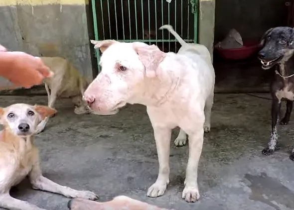 El impagable movimiento de rabillo feliz de un perro rescatado casi moribundo