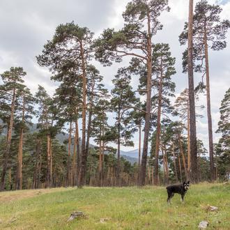 Plan refrescante en Madrid: excursión en Cercanías a Cotos, paseo …