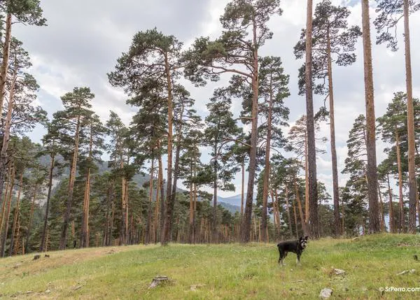 Plan refrescante en Madrid: excursión en Cercanías a Cotos, paseo y tapitas