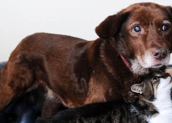 El gato guía: un minino acompaña y ayuda a un perro que es ciego y medio sordo 