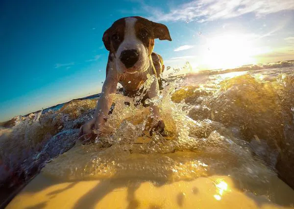 Campeonato Europeo de Surf canino en Asturias: un planazo solidario que busca fomentar la adopción