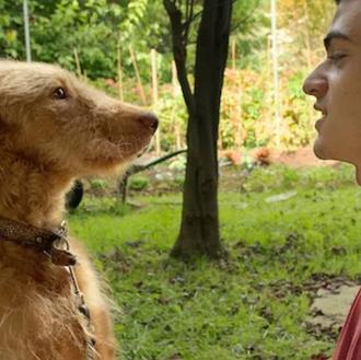 Netflix quiere captar la atención de nuestros canes con esta …