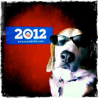 Los perros y las elecciones de EEUU: Si nos fiamos …