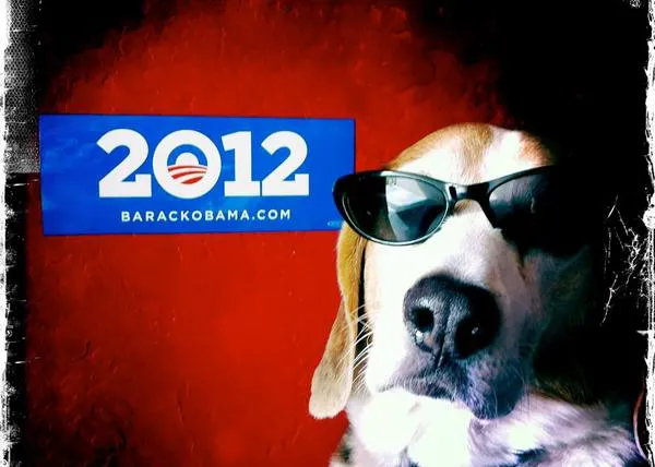 Los perros y las elecciones de EEUU: Si nos fiamos de ellos... ¡Ganará Obama!