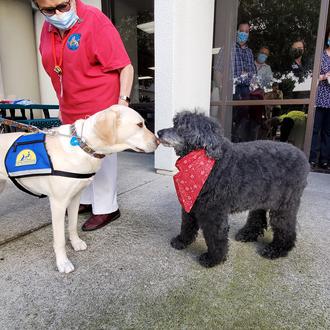 La emotiva retirada de perra de terapia: todo sus compis …