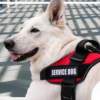 Primera guía de IATA sobre los perros de asistencia en …