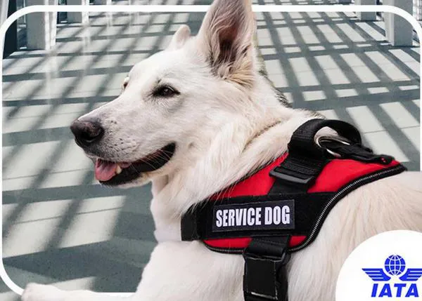 Primera guía de IATA sobre los perros de asistencia en los viajes en avión: quedan fuera los perros de apoyo emocional y de terapia