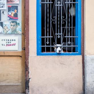 Paseos urbanos con perro durante la cuarentena por coronavirus