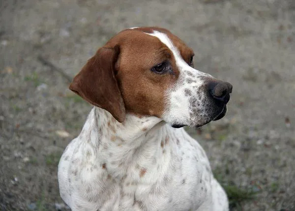 Campaña internacional para que no se excluya a los perros de caza de la Ley de Protección Animal en Castilla la Mancha