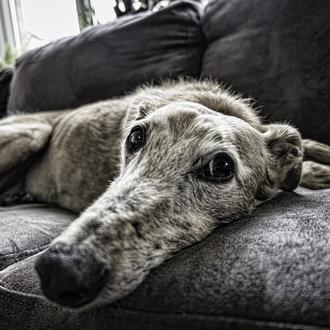 ¿Permisos retribuidos tras adoptar a un perro? ¿Por duelo tras …