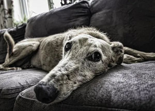 ¿Permisos retribuidos tras adoptar a un perro? ¿Por duelo tras su muerte? Es posible, incluso en España