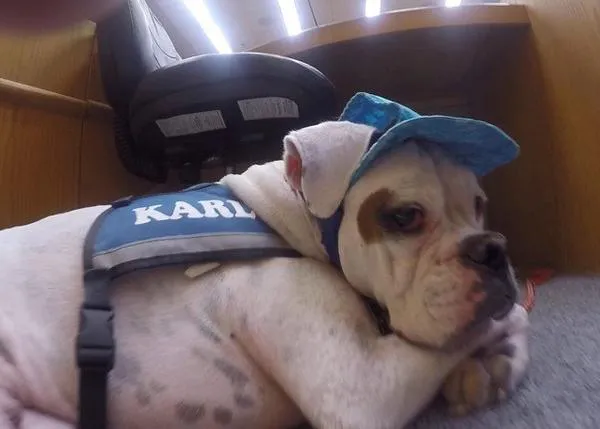 Karl, el perro que se pone una gorra para aportar sonrisas y tranquilidad a niños en el juzgado