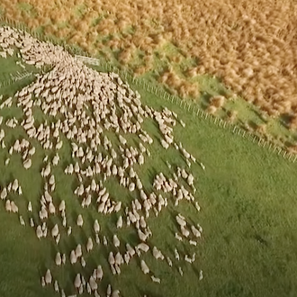 Pastoreo a vista de dron: espectaculares imágenes de perros manejando …