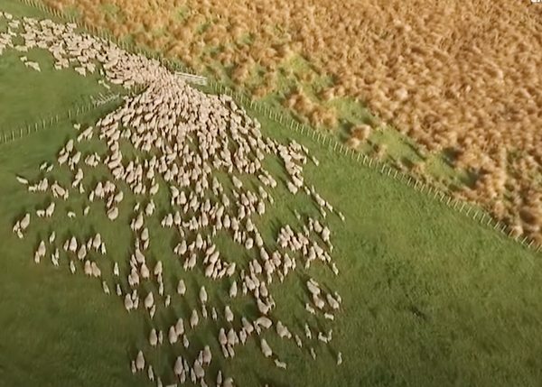 Pastoreo a vista de dron: espectaculares imágenes de perros manejando un rebaño de ovejas